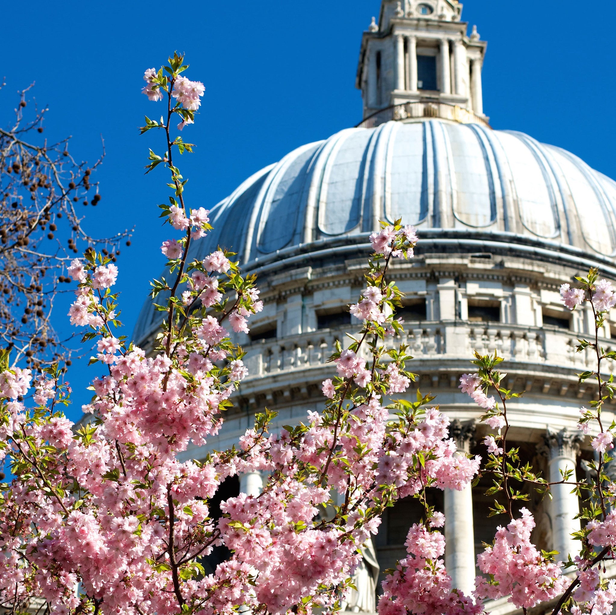 London's blossom season